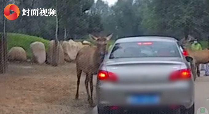長點心吧！北京野生動物園游客疑喂動物口罩，所幸被工作人員發現