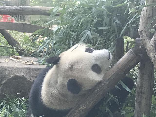 北京網紅大熊貓突然