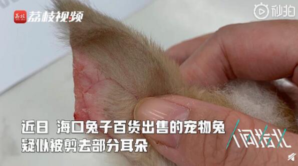 殘忍！寵物店回應為抬價剪兔耳說了什么？具體是怎么回事？