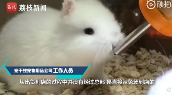 殘忍！寵物店回應為抬價剪兔耳說了什么？具體是怎么回事？