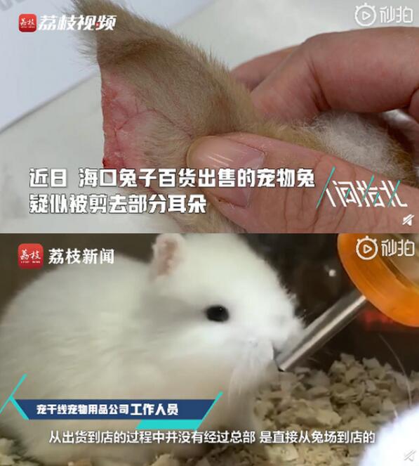 寵物店回應(yīng)為抬價(jià)剪兔耳是怎么回事？終于真相了，原來(lái)是這樣！