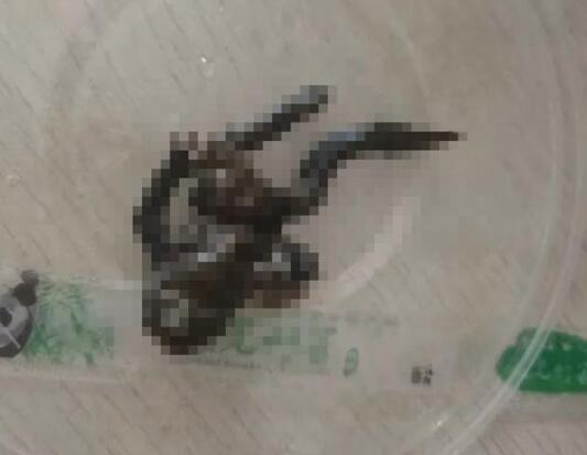 窒息!女子點外賣里面竟有只癩蛤蟆是怎么回事?具體什么情況?