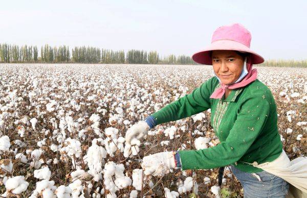 2019年10月25日，在新疆阿瓦提縣豐收片區管委會艾買秋克村，拾花工阿依古麗在撿棉花。新華社