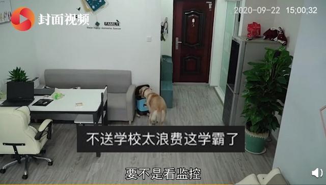 慣犯！狗狗趁主人睡覺開冰箱偷吃雪糕，操作如行云流水十分熟練
