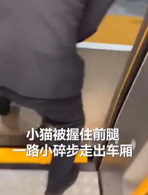 可可愛愛！貓咪蹭坐高鐵被強制送下車 走出靈魂小碎步