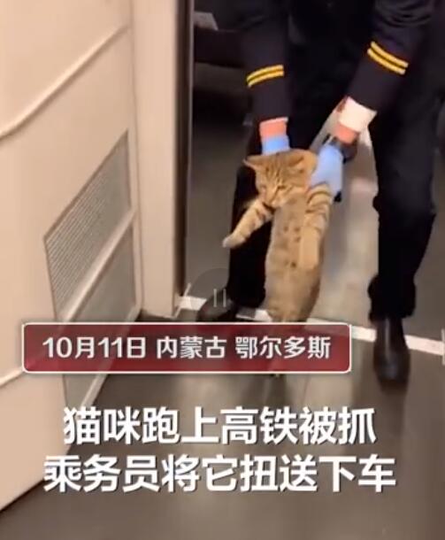 可可愛愛！貓咪蹭坐高鐵被強制送下車 走出靈魂小碎步