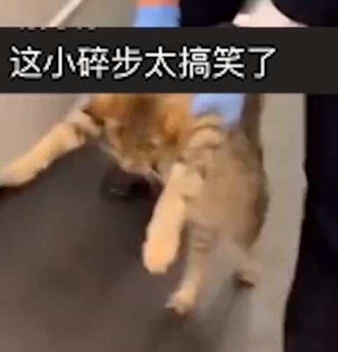 可可愛愛！貓咪蹭坐高鐵被強制送下車 走出靈魂小碎步