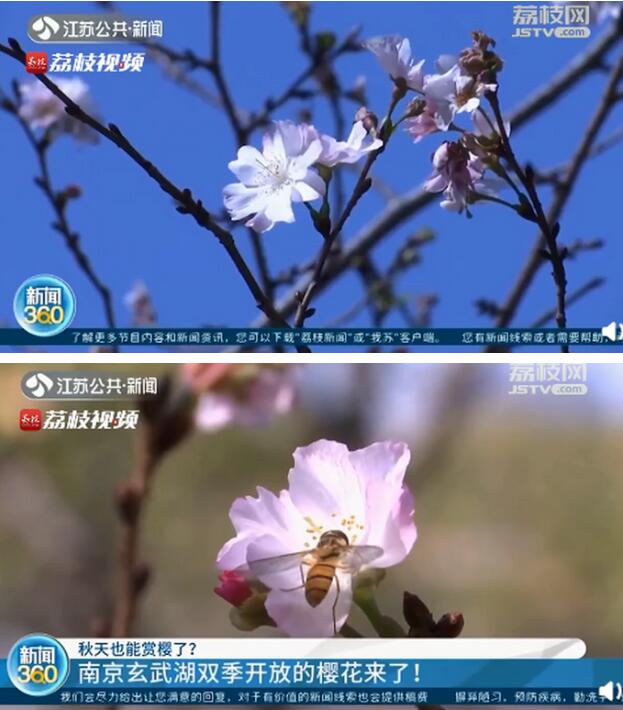 太美了！南京玄武湖秋季櫻花開了，中文得名“獎章櫻”