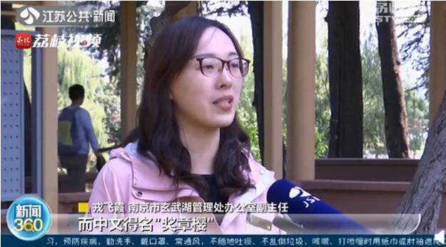太美了！南京玄武湖秋季櫻花開了，中文得名“獎章櫻”