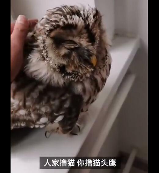 是個(gè)狠人！男子撿到貓頭鷹肩扛送派出所 擼貓般氣質(zhì)拿捏死死的