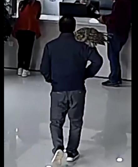 是個(gè)狠人！男子撿到貓頭鷹肩扛送派出所 擼貓般氣質(zhì)拿捏死死的