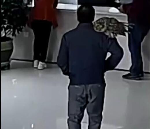 男子撿到貓頭鷹肩扛送派出所說了什么?現場發生了什么?