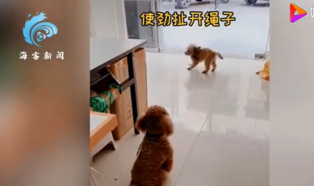 肢體語言達到巔峰！狗子連喊帶比劃叫小伙伴出去玩，太可愛了