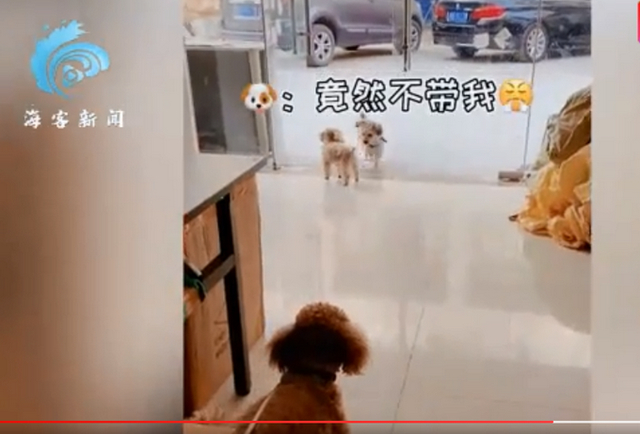 【成精了】狗子連喊帶比劃叫小伙伴出去玩 就差點說人話了