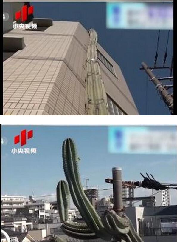 仙人掌獸？日本街頭仙人掌長到3層樓高