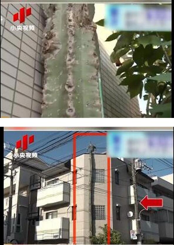 仙人掌獸？日本街頭仙人掌長到3層樓高