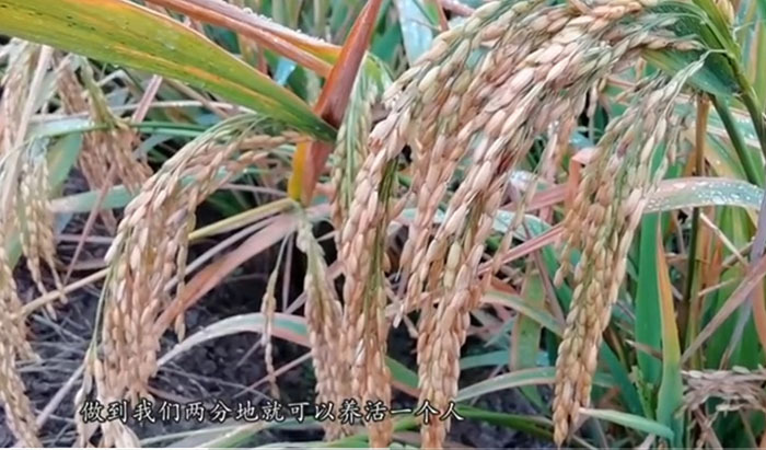 雙季畝產(chǎn)突破3000斤后 袁隆平又定下兩個(gè)“小目標(biāo)”