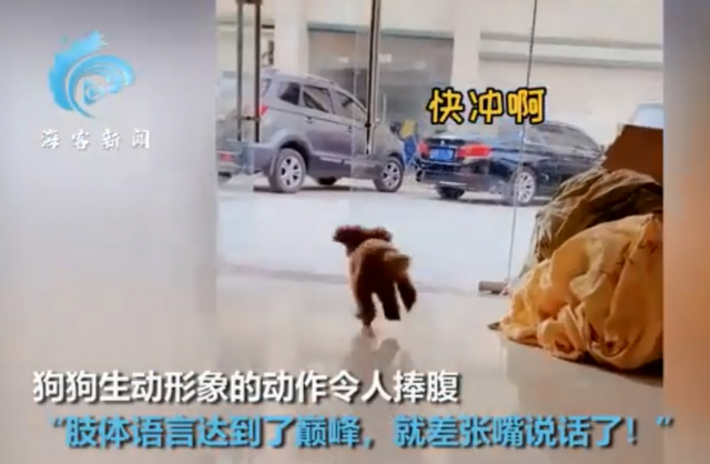 【成精了】狗子連喊帶比劃叫小伙伴出去玩 就差點說人話了