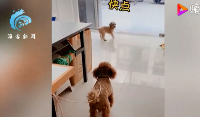 【成精了】狗子連喊帶比劃叫小伙伴出去玩 就差點說人話了