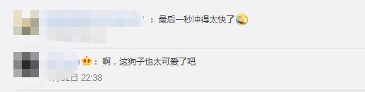 【成精了】狗子連喊帶比劃叫小伙伴出去玩 就差點說人話了