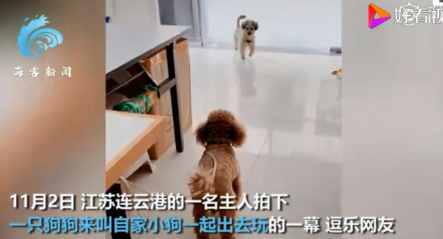 【成精了】狗子連喊帶比劃叫小伙伴出去玩 就差點說人話了