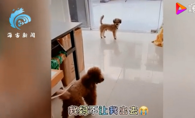 【成精了】狗子連喊帶比劃叫小伙伴出去玩 就差點說人話了