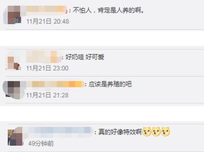 【大漠靈狐】敦煌鳴沙山月牙泉頻現小白狐，通體如白雪