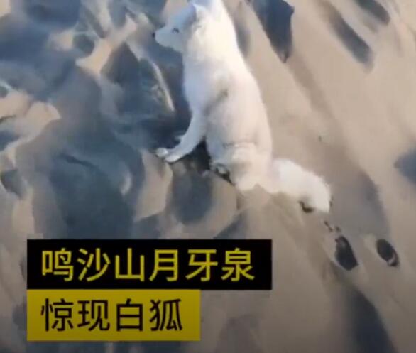 【大漠靈狐】敦煌鳴沙山月牙泉頻現小白狐，通體如白雪