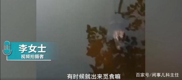 安徽女子河邊洗碗遇野生揚子鱷 網友：感覺還挺可愛