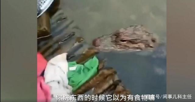 安徽女子河邊洗碗遇野生揚子鱷 網友：感覺還挺可愛