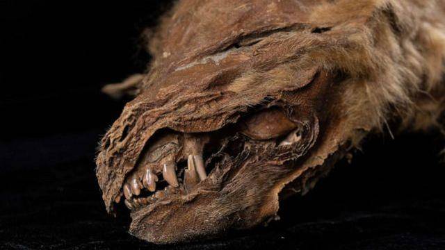 保存異常完好！加拿大發現57000年前狼崽木乃伊(圖)