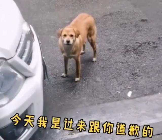 哭笑不得！狗子絕育后連續(xù)3個(gè)月到寵物醫(yī)院“罵街”