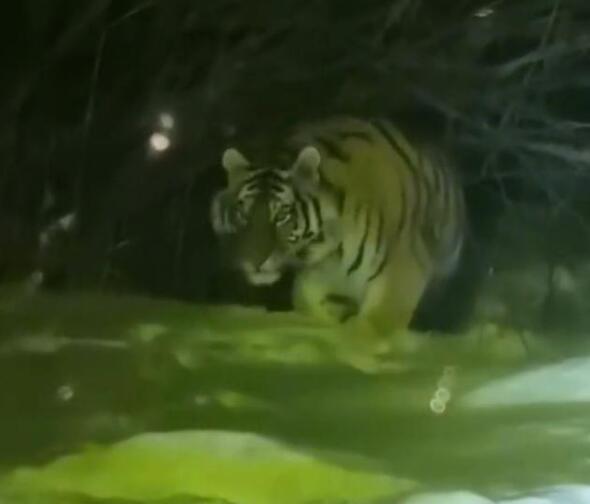 死亡凝視！女子下班途中偶遇東北虎 遇見野生動物保持距離！