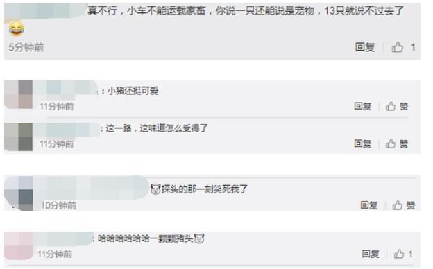 什么操作？男子開轎車運送13頭豬被罰款 沒想到剛一上路就被查獲