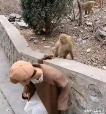 【哭笑不得】女孩景區喂猴被扯掉假發，猴子被嚇壞了