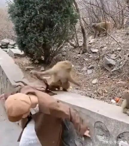 【哭笑不得】女孩景區喂猴被扯掉假發，猴子被嚇壞了