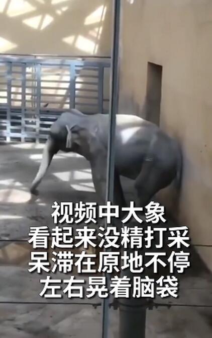 太原動物園大象搖頭數月疑抑郁，園方回應說了什么？