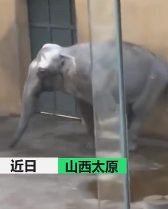 太原動物園大象搖頭數月疑抑郁，園方回應說了什么？