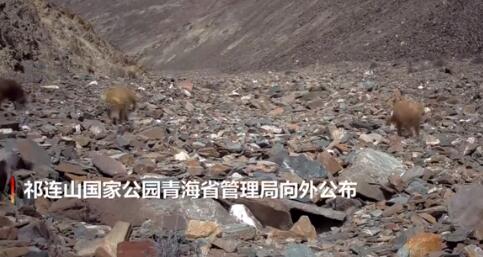 【罕見】世界僅存北方豺群在青海出現