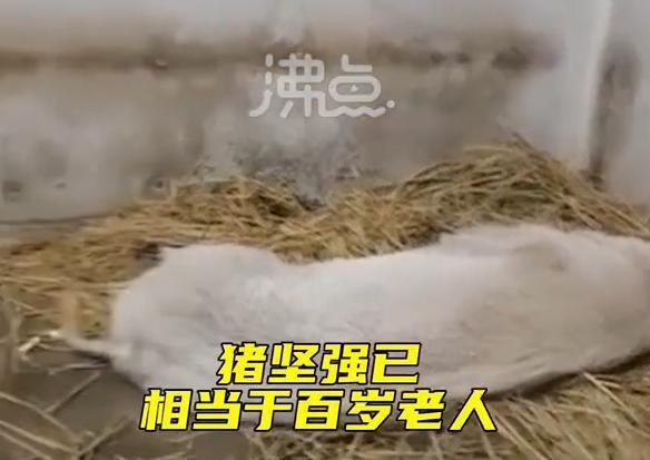 心酸！14歲的豬堅強已瘦骨嶙峋，躺在稻草上無法站立