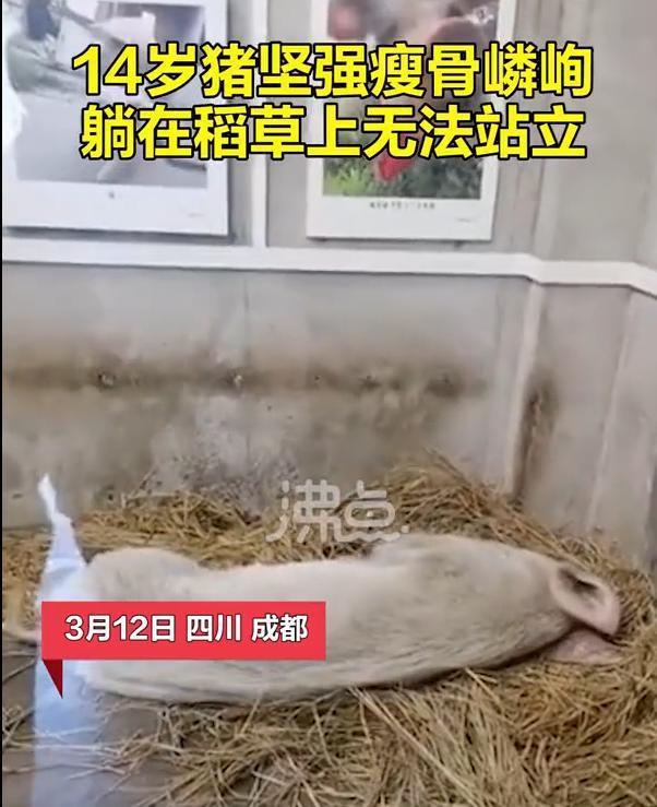 心酸！14歲的豬堅強已瘦骨嶙峋，躺在稻草上無法站立