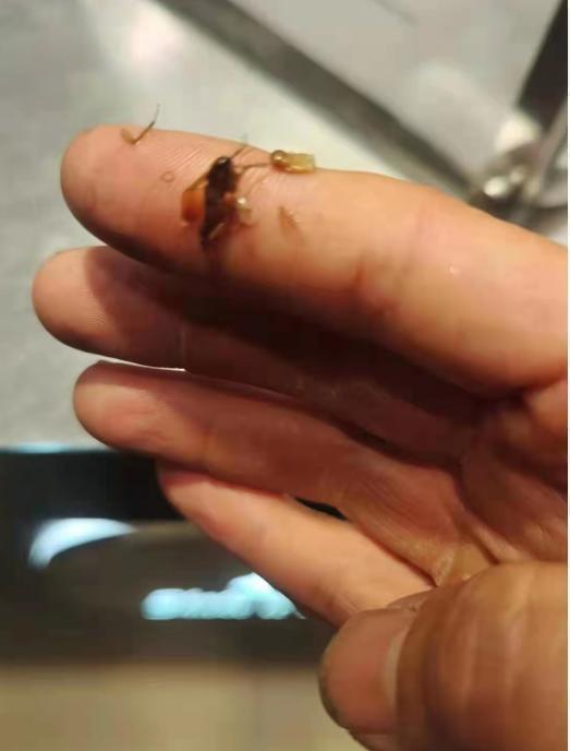 太惡心了!奶茶店1點點又出事:顧客喝出黑蟲 具體咋回事？