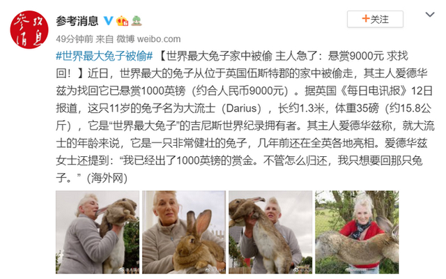不要被吃掉啊！世界最大的兔子被偷，主人懸賞9000元