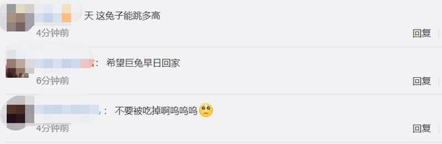 不要被吃掉啊！世界最大的兔子被偷，主人懸賞9000元