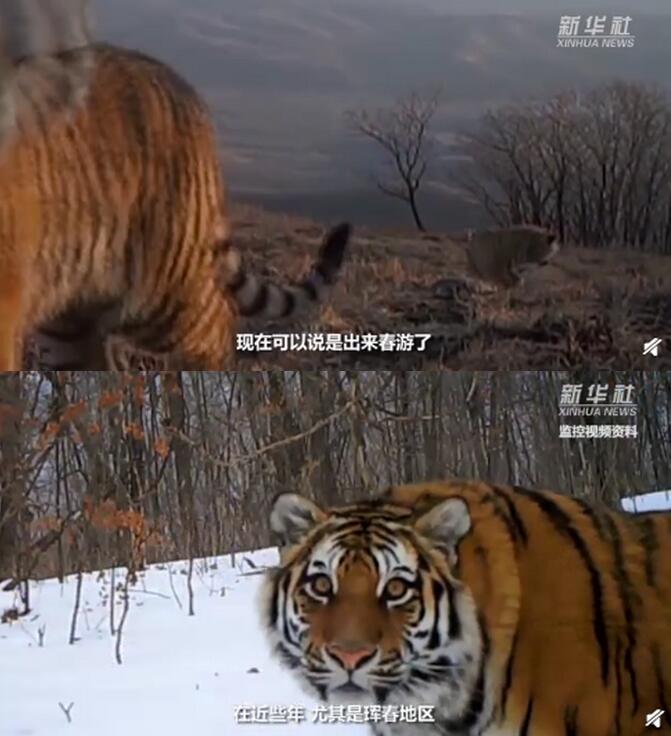 “大王”親自來巡山？吉林4只東北虎組團“春游”