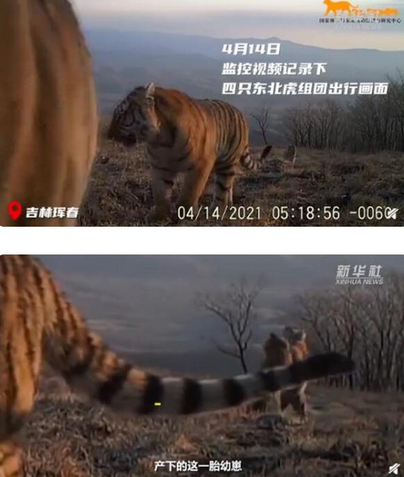 大王親自來巡山！吉林4只東北虎組團春游【圖】