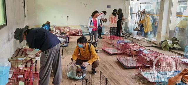 運送活體動物并非“偶然”,寵物盲盒涉事中通快遞網點仍在派件
