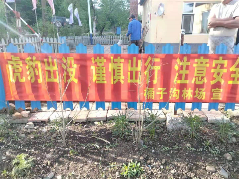 被放歸的“完達山一號”野生東北虎最新動態：已到吉林