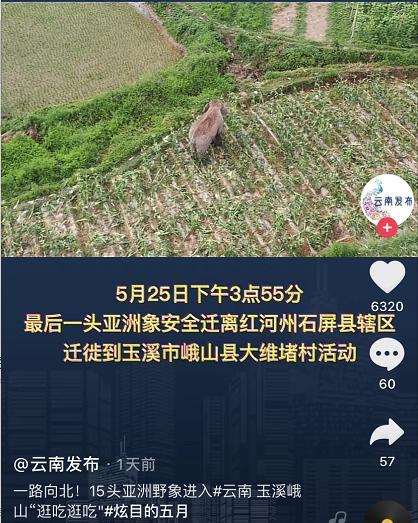 大象為啥對酒感興趣?吃酒糟宿醉的小象和象群匯合