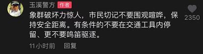 大象為啥對酒感興趣?吃酒糟宿醉的小象和象群匯合